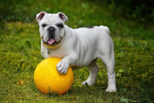 Pock Paws Membership